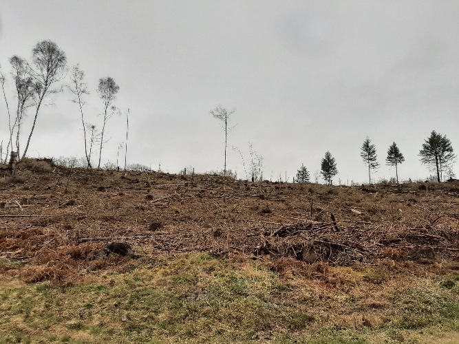 Das Bild zeigt einen Ausschnitt des abgeholzten Arnberger Waldes.